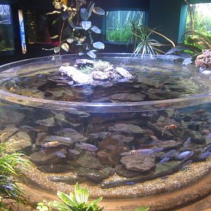 World Rivers - Chambo Cichld + Mbuna Cichlid + Kamango Catfish Tank