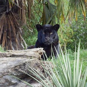 black jaguar 26-10-13