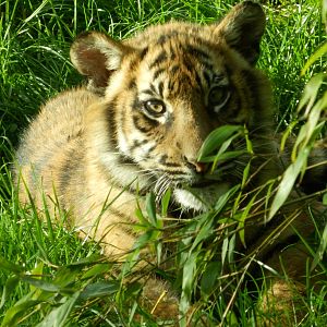 lovely cute tiger cub 26-10-13