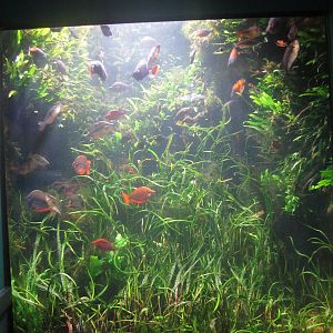 World Rivers - Australia Tank