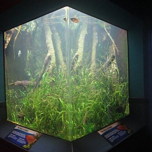 World Rivers - Mekong River Tank