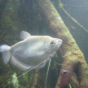 World Rivers - Moonlight Gourami