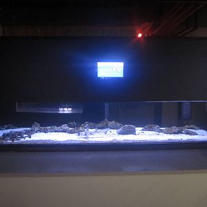 Shore Gallery - Port Jackson Shark Tank