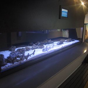 Shore Gallery - Port Jackson Shark Tank