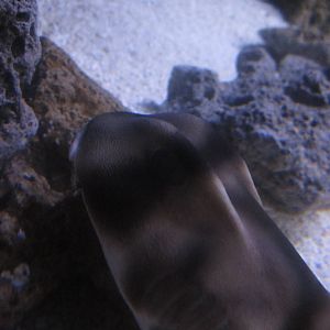 Shore Gallery - Port Jackson Shark