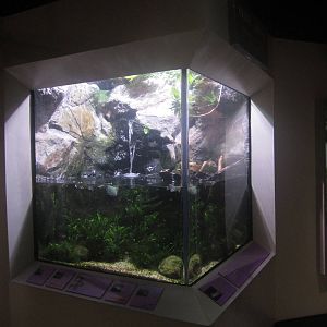 Shore Gallery - Tidal River Tank