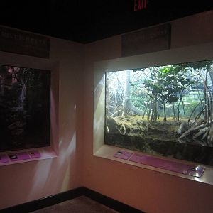 Shore Gallery - River Delta + Mangrove Forest Tanks