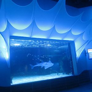 Shark Ray Bay - Surrounded by Sharks Theater Viewing