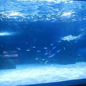 Shark Ray Bay - Surrounded by Sharks Theater Viewing