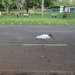 wood stork brasilia zoo