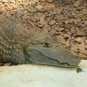 spectacled caiman brasilia zoo