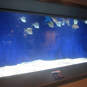 Nov. 2013 - Shore Gallery - Sand Flats Tank