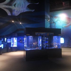 Nov. 2013 - Bizarre and Beautiful Gallery