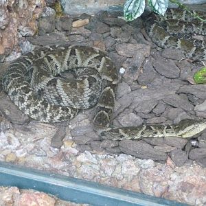 brazilian fer de lance brasilia zoo