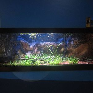 Nov. 2013 - Bizarre and Beautiful - Elephantnose Fish Tank