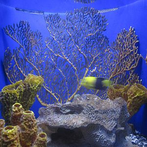 Nov. 2013 - Bizarre and Beautiful - Bicolor Angelfish + Bristle-Tail Filefi