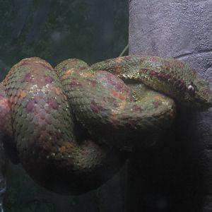 Nov. 2013 - Bizarre and Beautiful - Eyelash Viper