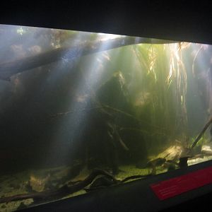 Nov. 2013 - Dangerous and Deadly - Electric Eel Tank