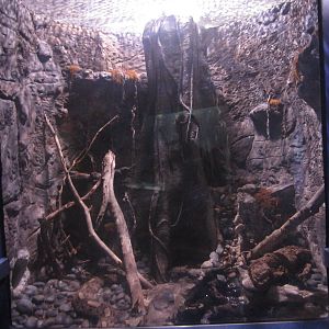 Nov. 2013 - Dangerous and Deadly - Gaboon Viper Exhibt