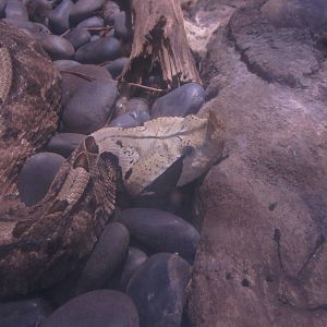 Nov. 2013 - Dangerous and Deadly - Gaboon Viper