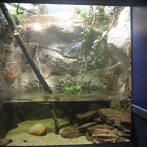 Nov. 2013 - Dangerous and Deadly - Mata Mata Turtle Exhibit