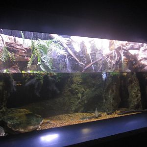 Nov. 2013 - Dangerous and Deadly - Alligator Snapping Turtle + Smallmouth B