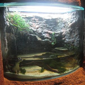 Nov. 2013 - Gator Alley - Spectacled Caiman Exhibit