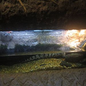 Nov. 2013 - Gator Alley - Nile Crocodile Exhibit