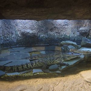 Nov. 2013 - Gator Alley - Morelet's Crocodile Exhibit