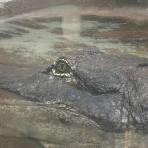 Nov. 2013 - Gator Alley - Mighty Mike