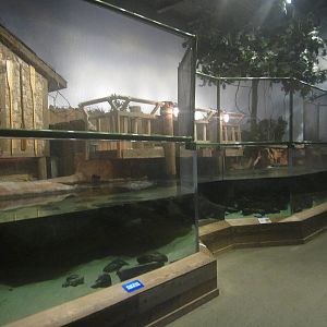 Nov. 2013 - Gator Alley - Mighty Mike's Exhibit