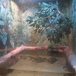 Nov. 2013 - Gator Alley - Malaysian Gharial Exhibit