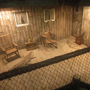 Nov. 2013 - Gator Alley - Orinoco Crocodile Exhibit