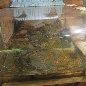 Nov. 2013 - Frog Bog - Morelet's Crocodile Exhibit