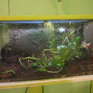 Nov. 2013 - Frog Bog - Bornean Eared Frog Exhibit