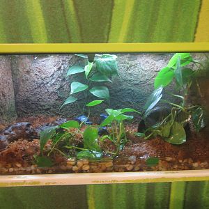 Nov. 2013 - Frog Bog - Blue Poison Dart Frog Exhibit