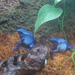 Nov. 2013 - Frog Bog - Blue Poison Dart Frogs