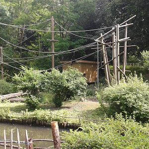 White-handed gibbon island