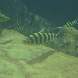 Nov. 2013 - Amazon Flooded Forest - Banded Leporinus