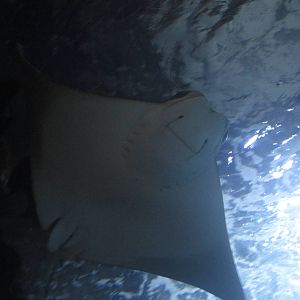 Nov. 2013 - Coral Reef - Cownose Ray