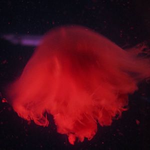 Nov. 2013 - Jellyfish Gallery - Please Identify