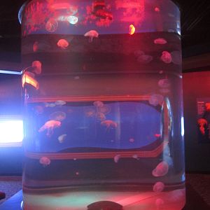 Nov. 2013 - Jellyfish Gallery - Moon Jelly Tank