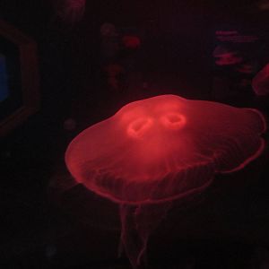 Nov. 2013 - Jellyfish Gallery - Moon Jelly