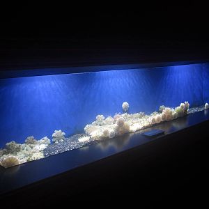 Nov. 2013 - Jellyfish Gallery - Upside Jellyfish Tank