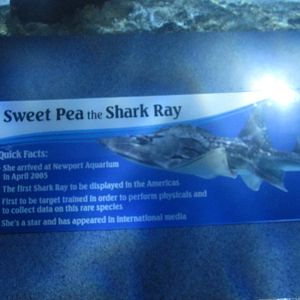 Nov. 2013 - Surrounded by Sharks - Sweat Pea's Bio