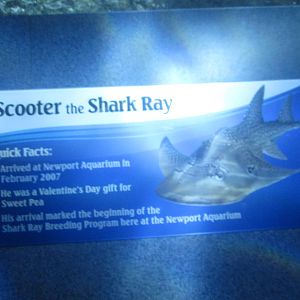 Nov. 2013 - Surrounded by Sharks - Scooter's Bio