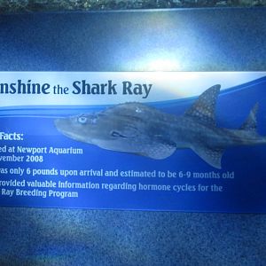 Nov. 2013 - Surrounded by Sharks - Sunshine's Bio