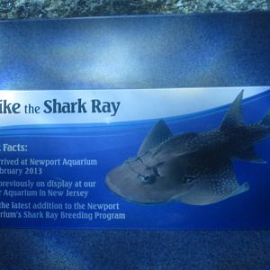 Nov. 2013 - Surrounded by Sharks - Spike's Bio