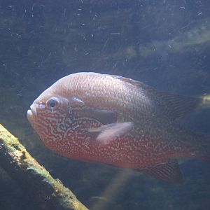 Nov. 2013 - World Rivers - Long-eared Sunfish