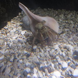 Nov. 2013 - Shore Gallery - Marsh Perwinkle